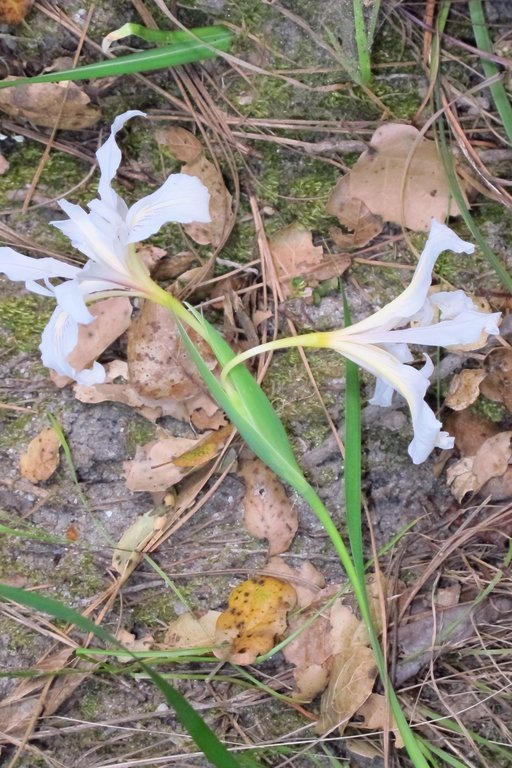 Plancia ëd Iris fernaldii R. C. Foster