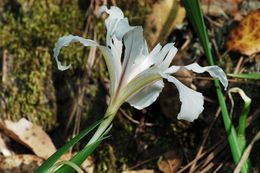 Plancia ëd Iris fernaldii R. C. Foster