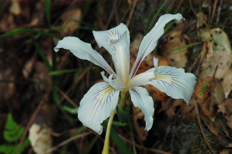 Plancia ëd Iris fernaldii R. C. Foster