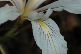 Plancia ëd Iris fernaldii R. C. Foster