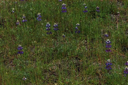 Image de Lupinus bicolor Lindl.