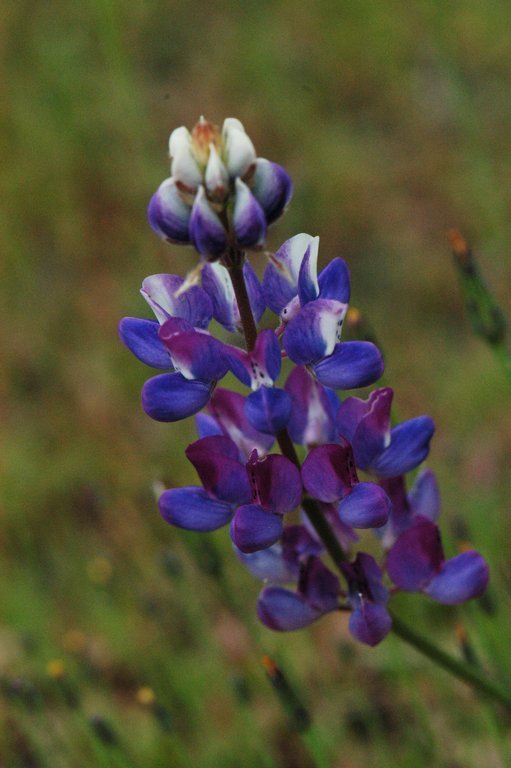 Image de Lupinus bicolor Lindl.