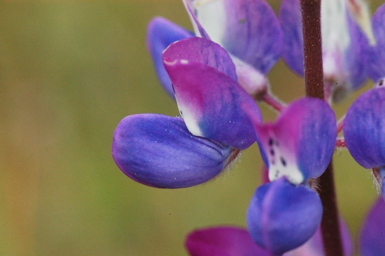 Image de Lupinus bicolor Lindl.