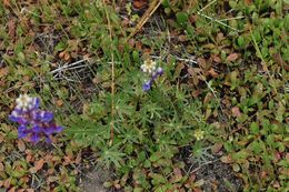 Image de Lupinus bicolor Lindl.