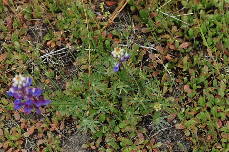 Image de Lupinus bicolor Lindl.