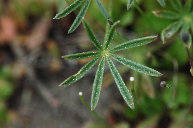 Image de Lupinus bicolor Lindl.