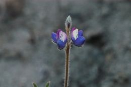 Image de Lupinus bicolor Lindl.