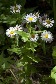 Image of threenerve fleabane