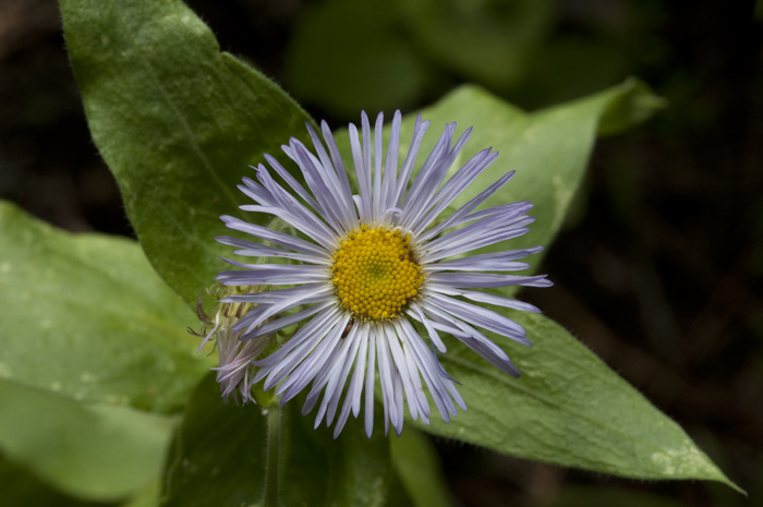 Image of threenerve fleabane