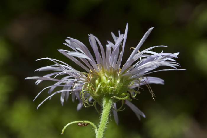 Image of threenerve fleabane