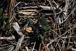 Image of maiden blue eyed Mary