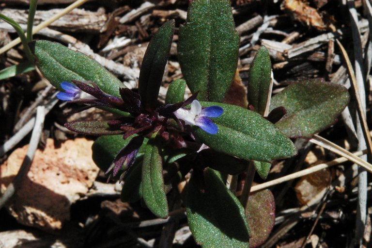 Image of maiden blue eyed Mary