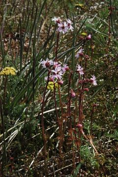 Image de Lithophragma glabrum Nutt. ex Torr. & Gray