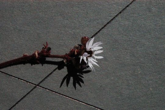 Image of bulbous woodland-star