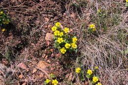 Image of sagebrush buttercup