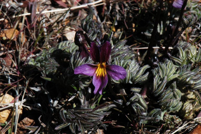 Sivun Viola beckwithii Torr. & Gray kuva