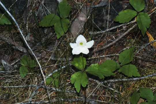 Image of <i>Anemone deltoidea</i>