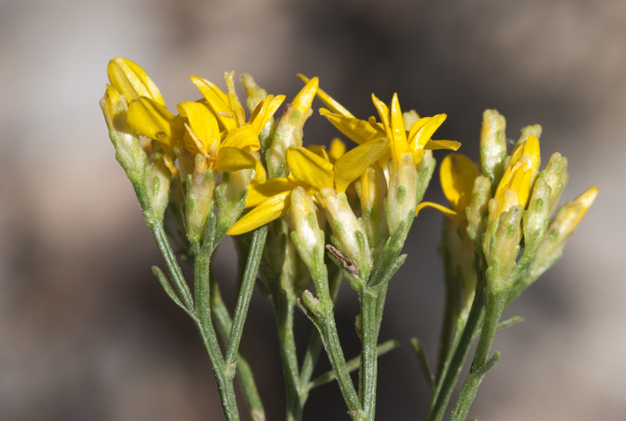 Image of broom snakeweed