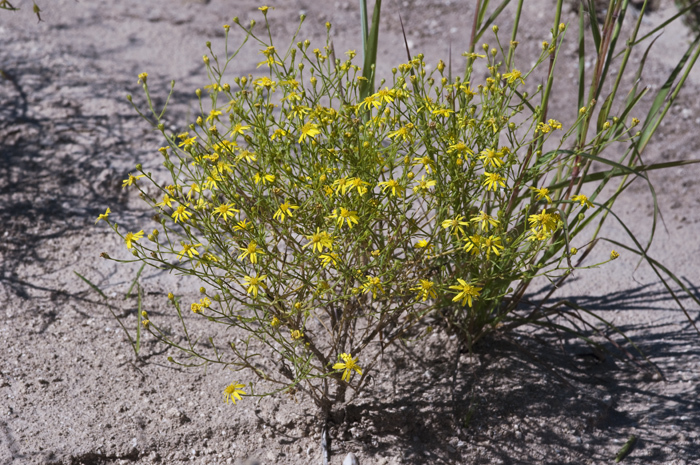 Image of roundleaf snakeweed