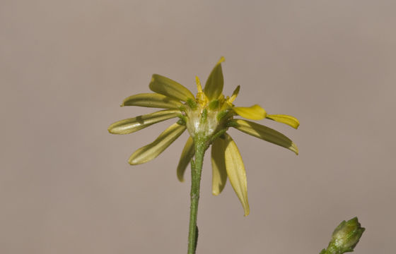 Image of roundleaf snakeweed