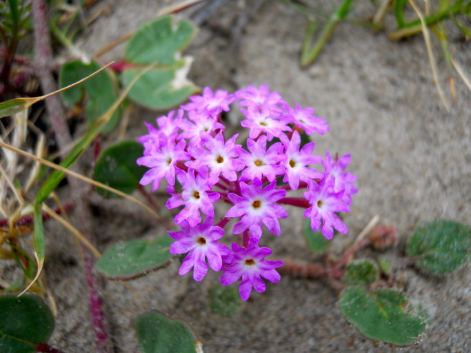 Image of pink sand verbena