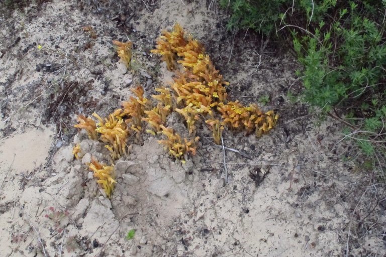 Image of <i>Orobanche fasciculata</i>