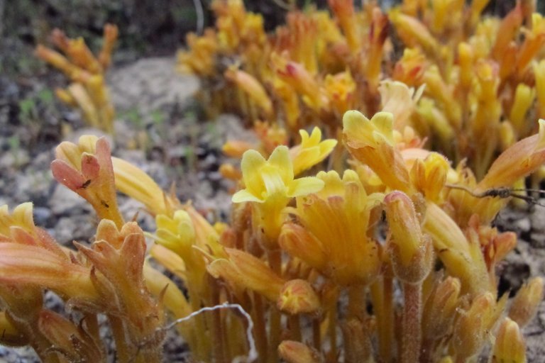 Image of <i>Orobanche fasciculata</i>