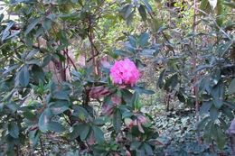 Image of Pacific rhododendron