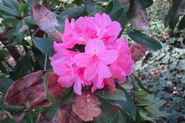 Image of Pacific rhododendron