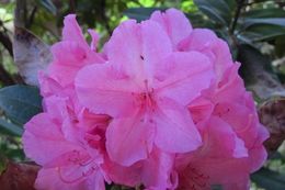 Image of Pacific rhododendron