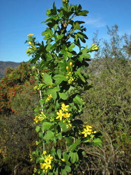 Imagem de Ribes aureum Pursh