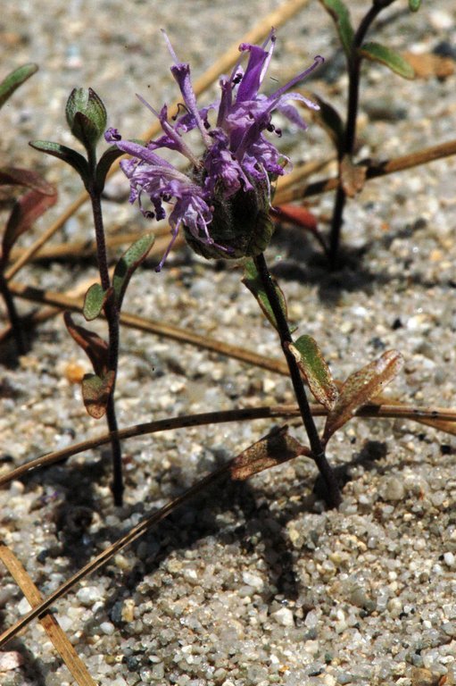 Image of curlyleaf monardella