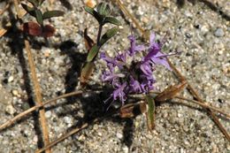 Image of curlyleaf monardella