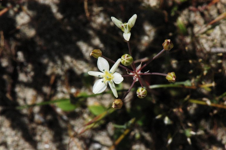 Imagem de Muilla maritima (Torr.) S. Watson ex Benth.