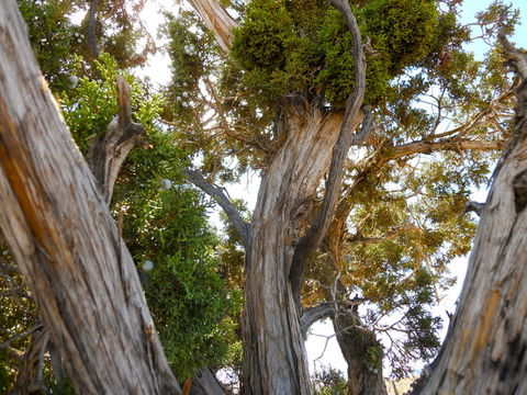 Imagem de Juniperus californica Carrière