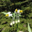 Image of forked nightshade