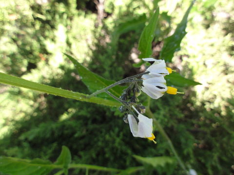 Image of forked nightshade