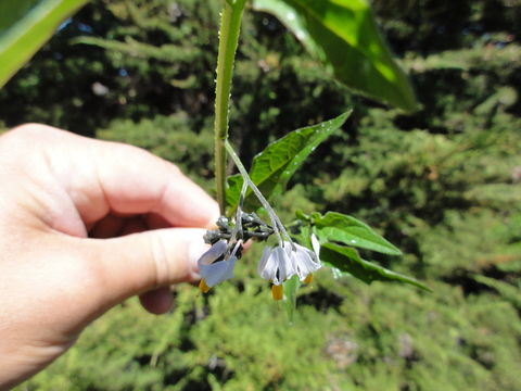 Image of forked nightshade