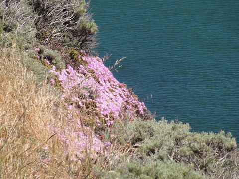 Imagem de Drosanthemum floribundum (Haw.) Schwant.