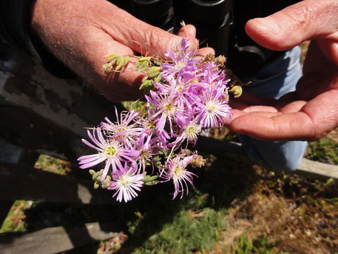 Imagem de Drosanthemum floribundum (Haw.) Schwant.