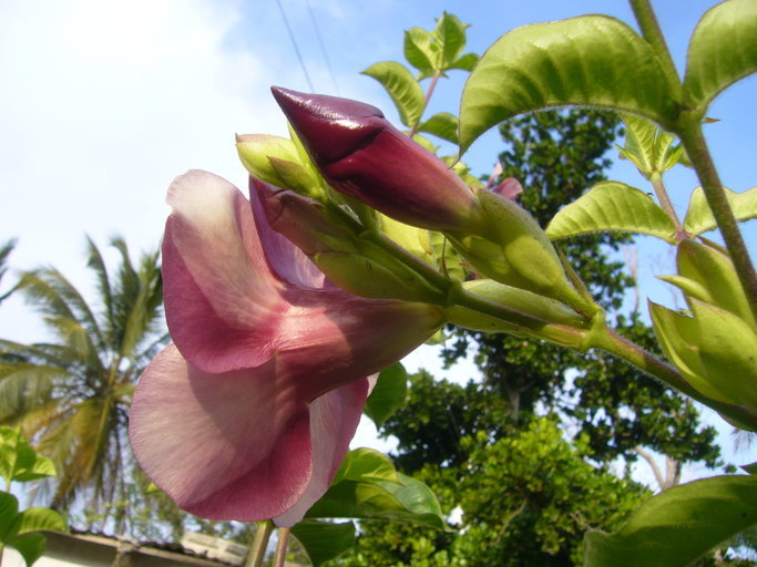 Image of purple allamanda