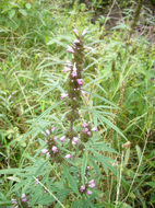 Image of honeyweed