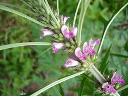 Image of honeyweed