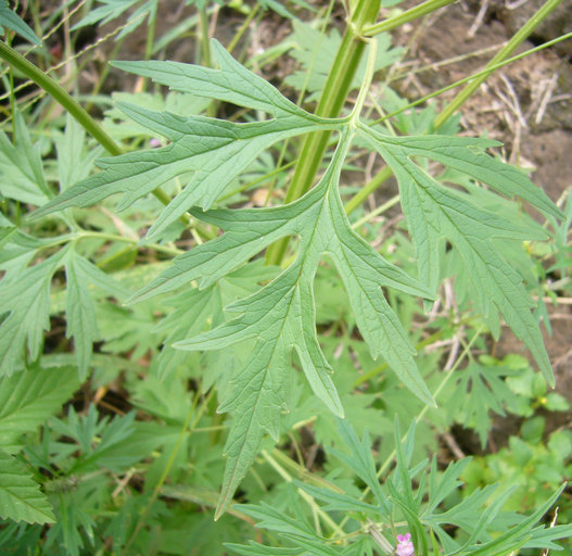 Image of honeyweed