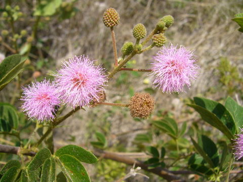 Imagem de Mimosa albida Willd.