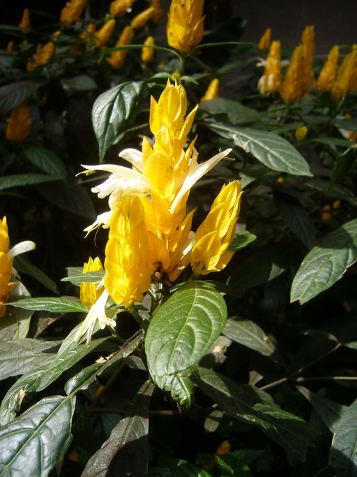 Pachystachys lutea (Ruiz & Pav. ex Schult.) Nees resmi