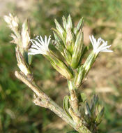 Pseudelephantopus spicatus (Juss. ex Aubl.) Rohr resmi