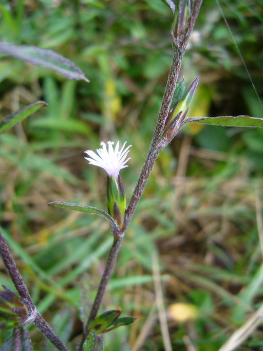 Pseudelephantopus spicatus (Juss. ex Aubl.) Rohr resmi