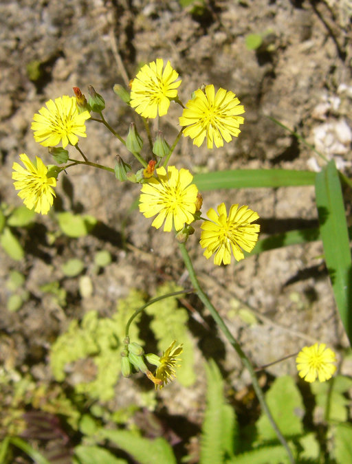 Image of Oriental false hawksbeard