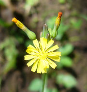 Image of Oriental false hawksbeard